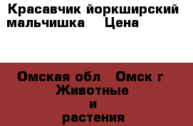 Красавчик йоркширский мальчишка. › Цена ­ 10 000 - Омская обл., Омск г. Животные и растения » Собаки   